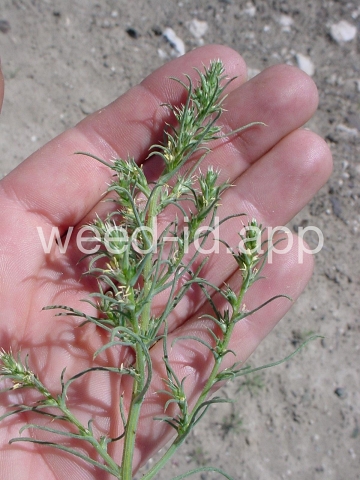 thistle, Russian